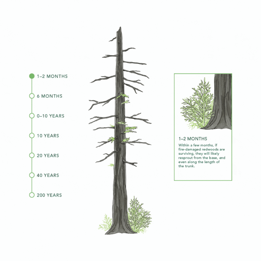 Nature Needs Time to Heal A timeline for redwoods recovering from fire. Illustrations by Shirley Chambers.
