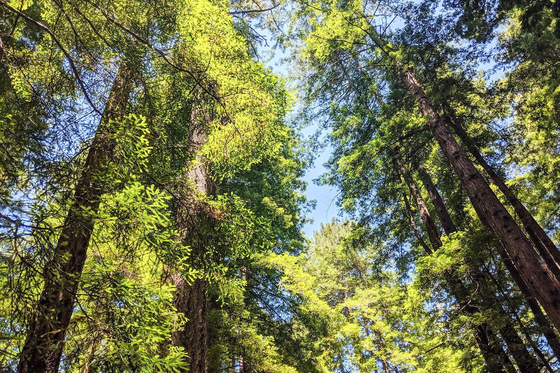 Butano State Park Hero