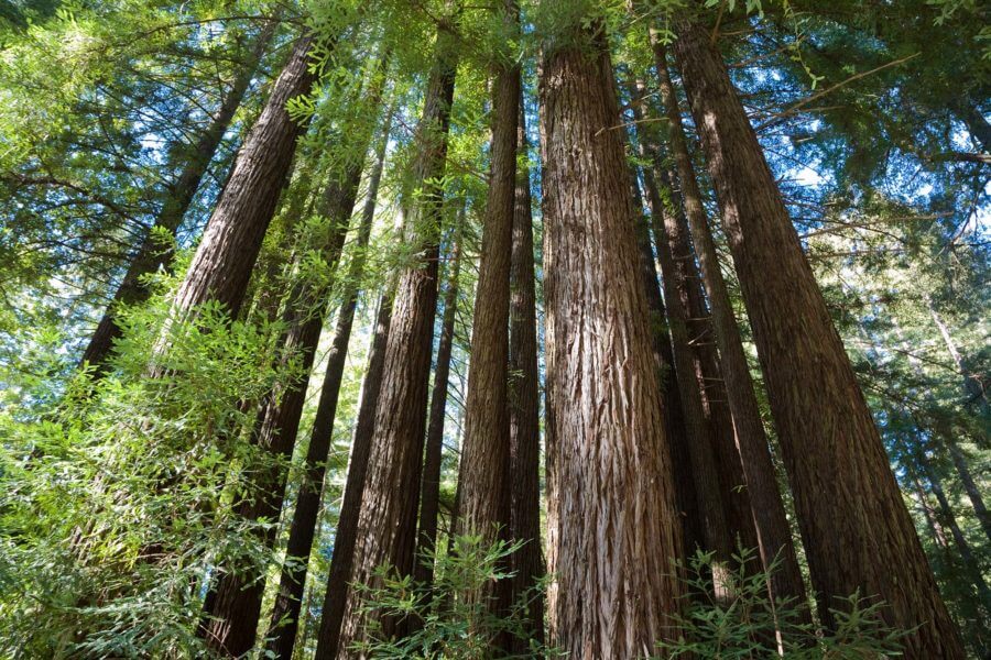 Little Basin Trees