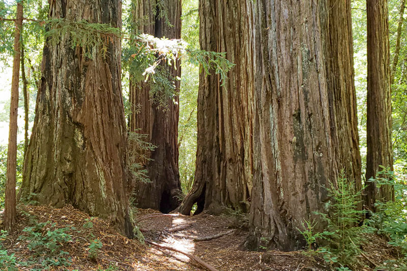 Old Growth Redwood Grove Fairy Circle