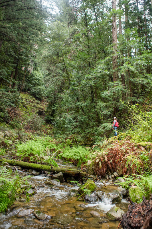 San Vicente Creek A Stream With Potential By Ian Bornarth