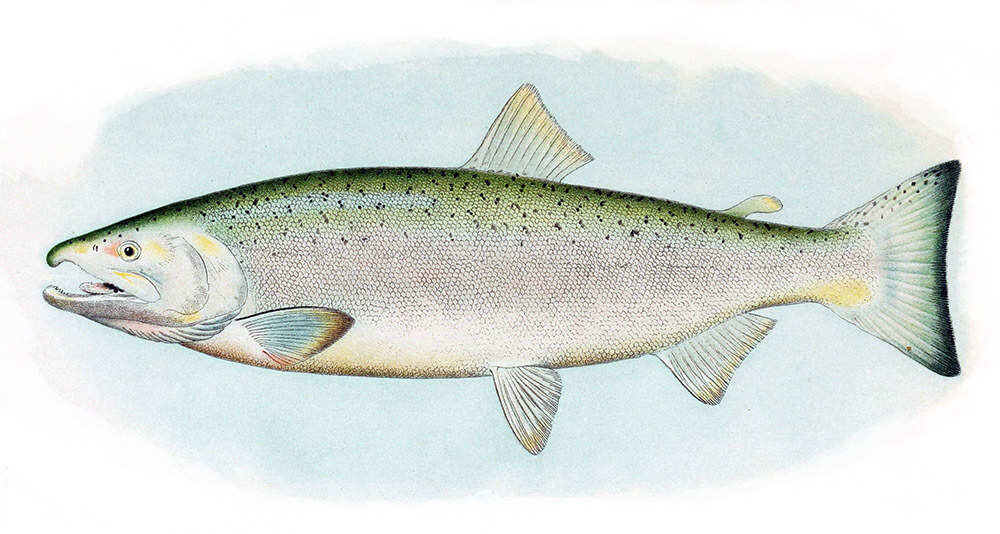 San Vicente Creek Endangered Coho Salmon