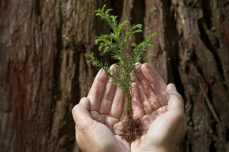 Support Tribute Grow The Forest Redwood Sapling Shutterstock 38484508 Condor 36